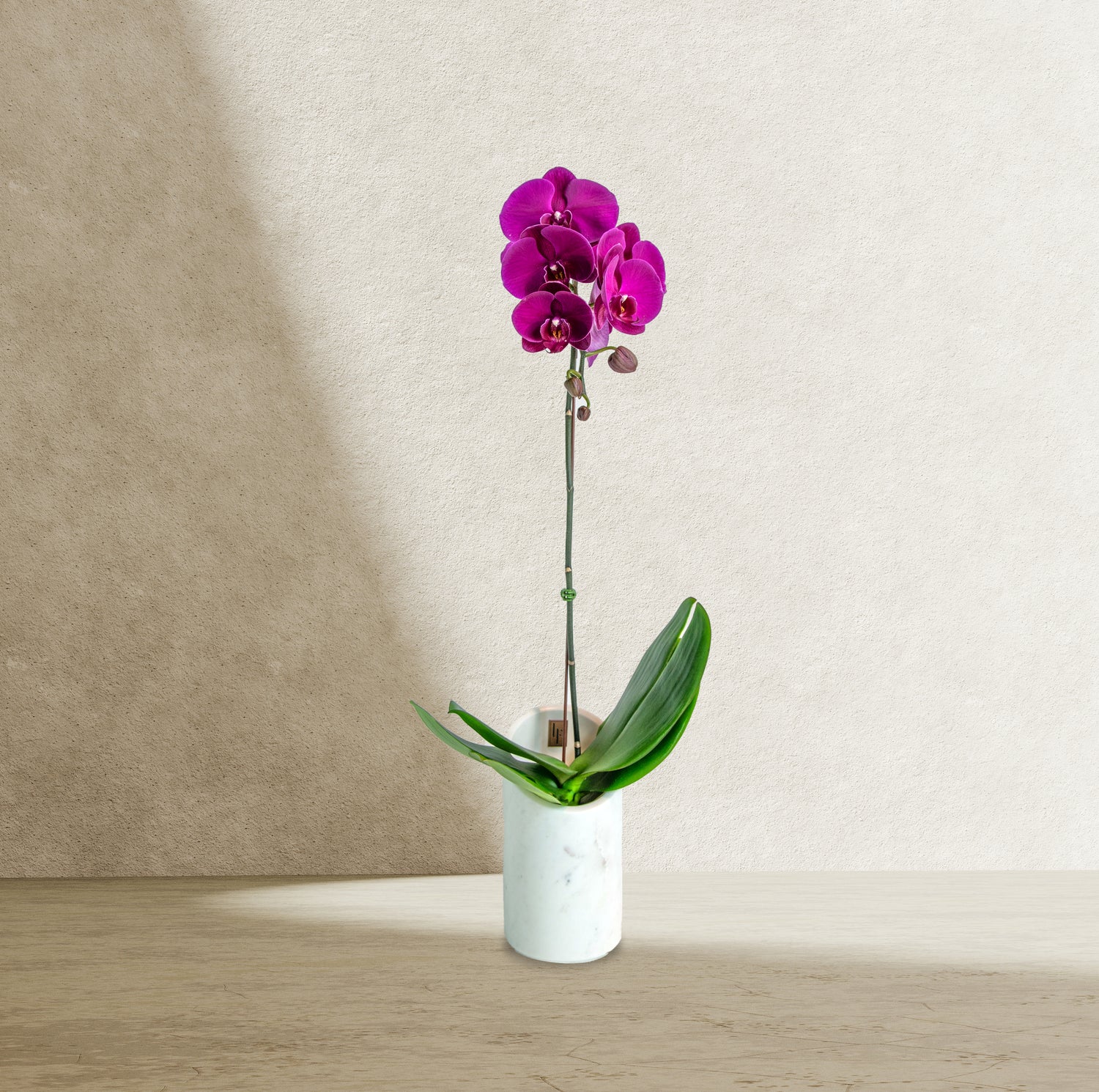 Pink Orchid in Marble