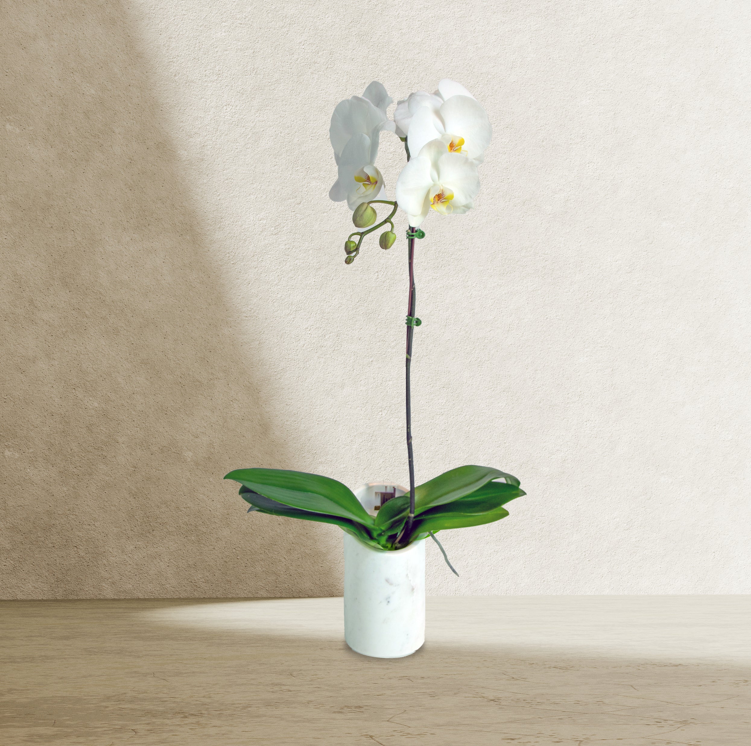 White Orchid in Marble
