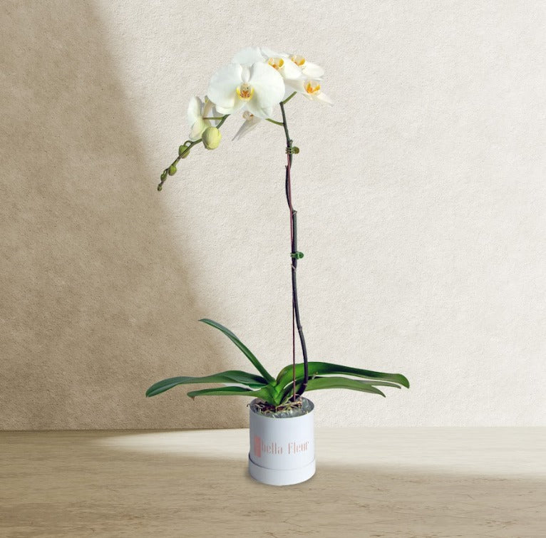 White Orchid in Bella Box