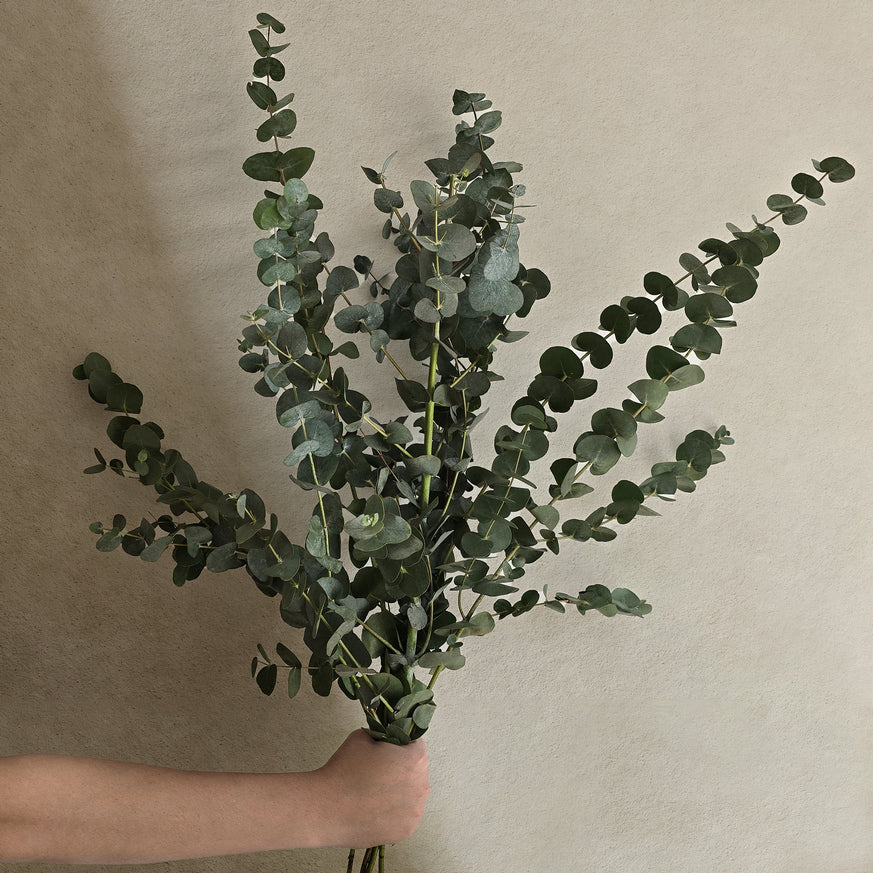 Eucalyptus