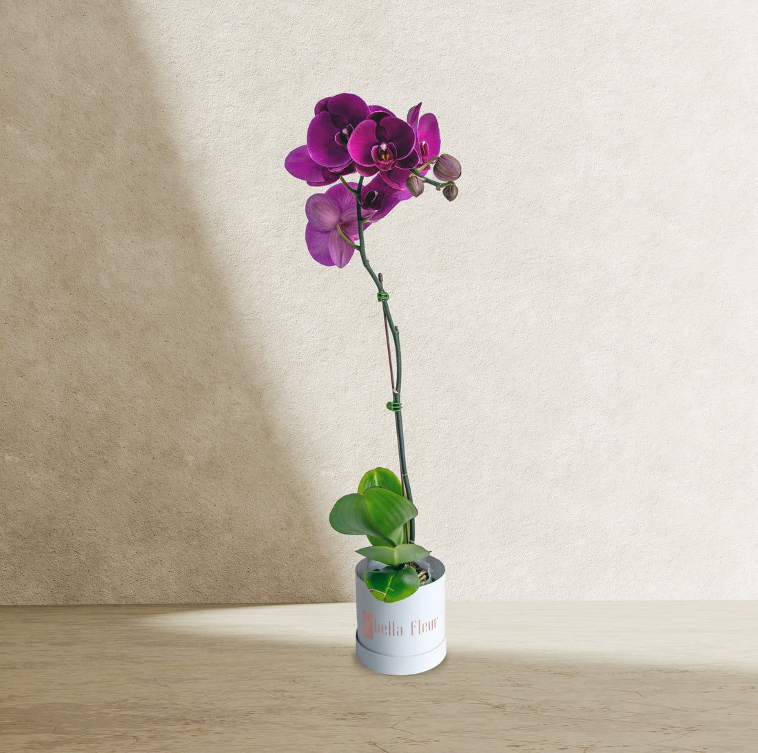 Pink Orchid in Bella Box