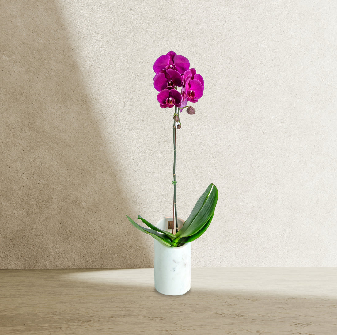 Pink Orchid in Marble