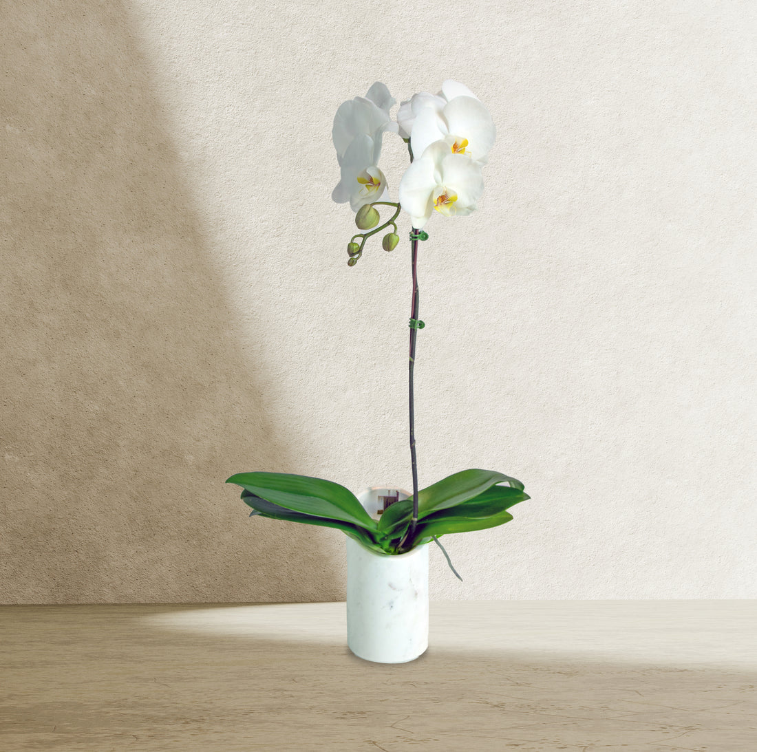 White Orchid in Marble